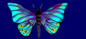 Drawing of Butterfly by Dr Malito