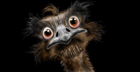 Drawing of Ostrich by Eclat de Lune