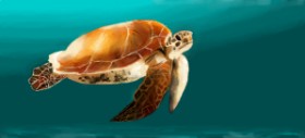 Effulgent Emerald の ウミガメ の絵