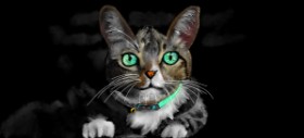 Çhåching の 猫 の絵