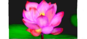 Drawing of Flower by DebbyLee