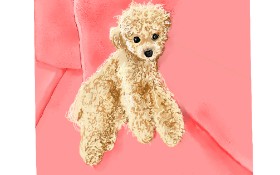 Drawing of Poodle by GJP
