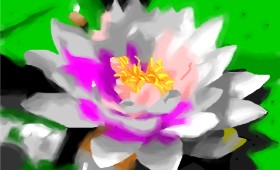 Herbert の スイレン の絵