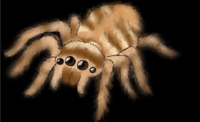 Drawing of Spider by Intern