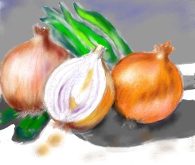 Drawing of Onion by Yasi