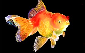 GJP の 金魚 の絵