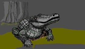Drawing of Alligator by Hollywood