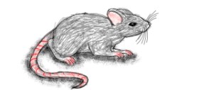 Drawing of Mouse by cryinqpois0n