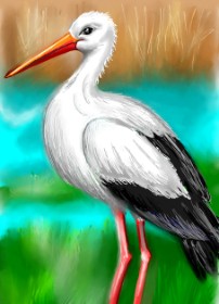 Drawing of Stork by ⋆su⋆vinci彡