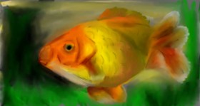 Drawing of Goldfish by Mia