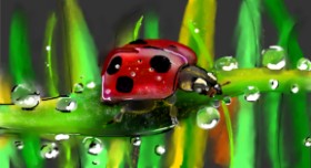 Drawing of Ladybug by Mandy Boggs