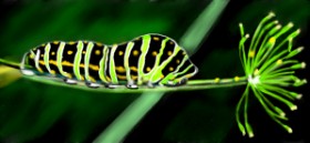 Drawing of Caterpillar by Çhåching