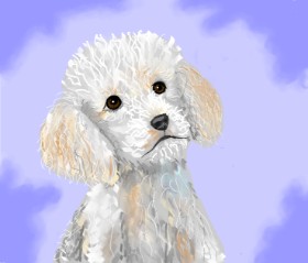 Drawing of Poodle by Sofie