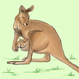 camay の カンガルー の絵