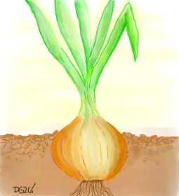 Drawing of Onion by GreyhoundMama