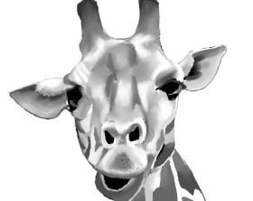 Drawing of Giraffe by ImagineBastille