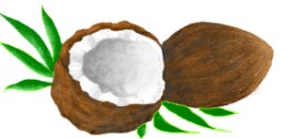 . の ココナッツ の絵