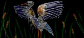 Drawing of Stork by Shiney🪶