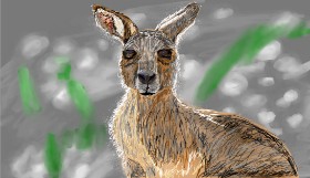 Mia の カンガルー の絵