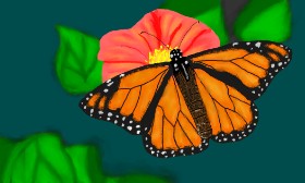 Drawing of Butterfly by Humo de copal