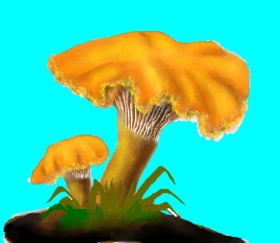 Drawing of Mushroom by Dexl
