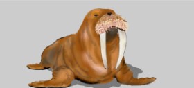 Drawing of Walrus by Kim
