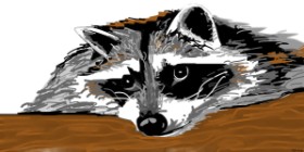 Drawing of Raccoon by Swimmer