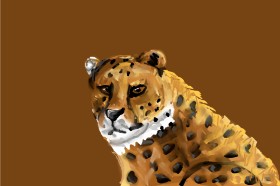 Gepard - autor: Mia