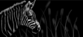 Zebra-Zeichnung von Annie