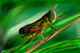 Skakavac - autor: Mia