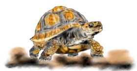 Eclat de Lune の カメ の絵