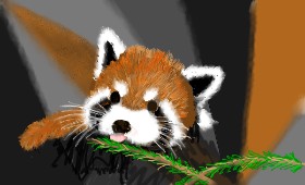SAM AKA MARGARET 🙄 の レッサーパンダ の絵