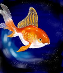 Drawing of Goldfish by Nishita