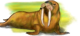 Drawing of Walrus by DebbyLee