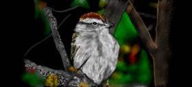 Drawing of Sparrow by Çhåching