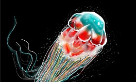 Drawing of Jellyfish by Der hilflose molch