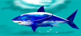 Drawing of Shark by Kim
