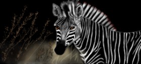 Zebra-Zeichnung von Çhåching