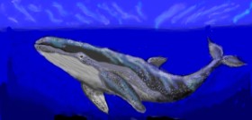 SAM AKA MARGARET 🙄 の クジラ の絵
