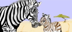 Drawing of Zebra by Kim
