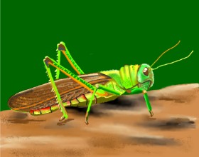 Cec の バッタ の絵