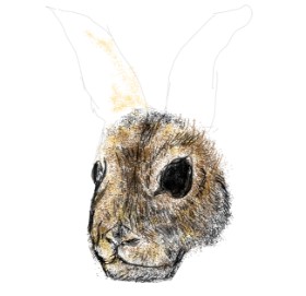 Dettale の ウサギ の絵