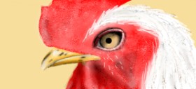 pepita の 雄鶏 の絵