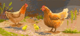 Drawing of Chicken by Женя