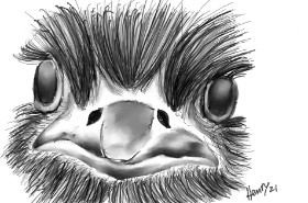 Drawing of Ostrich by Wizard