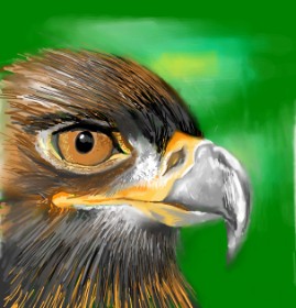 Drawing of Eagle by ⋆su⋆vinci彡