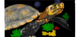 DebbyLee の カメ の絵