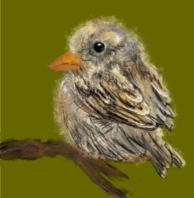 Drawing of Sparrow by KayXXXlee