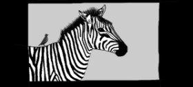 Zebra-Zeichnung von Pinky
