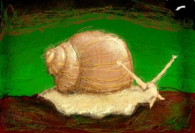Drawing of Snail by Paranoia